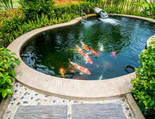 Pond Liner in Koi Pond