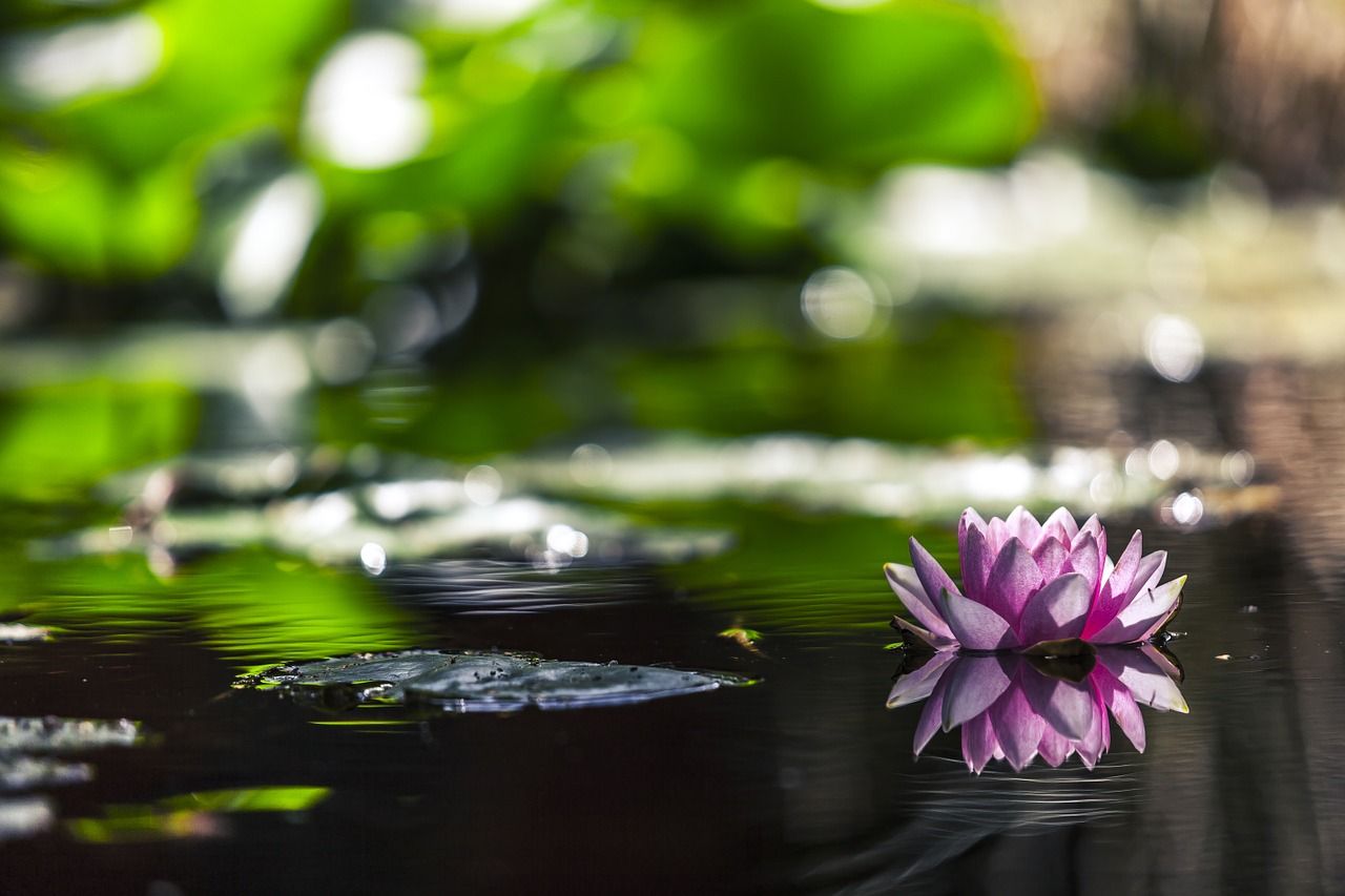 Healthy-Garden-Pond