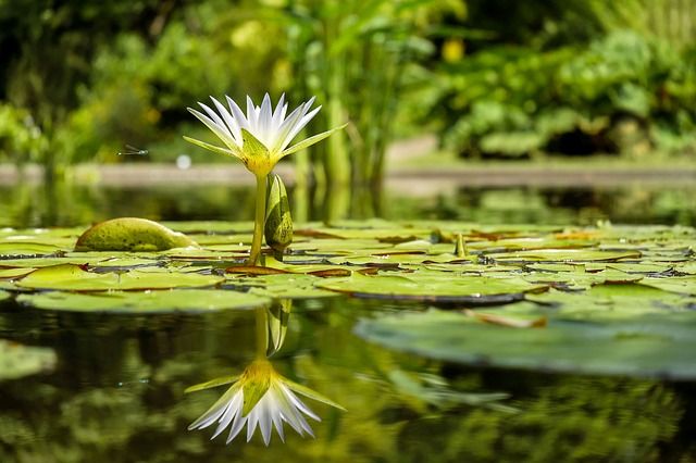 How to get rid of pond algae