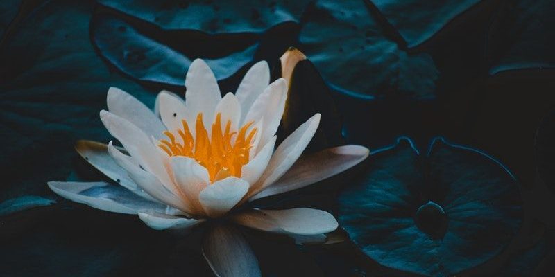 Everything You Need To Know About Using a Pond Liner