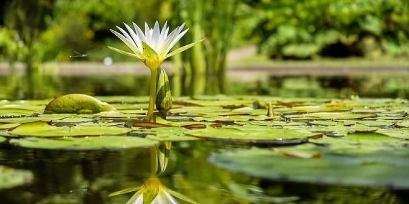 How to Control and Get Rid of Pond Algae